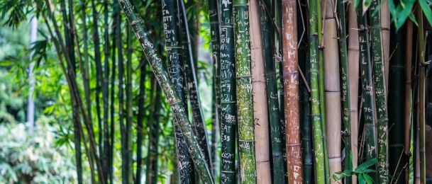 Što možemo naučiti od biljke bambusa?